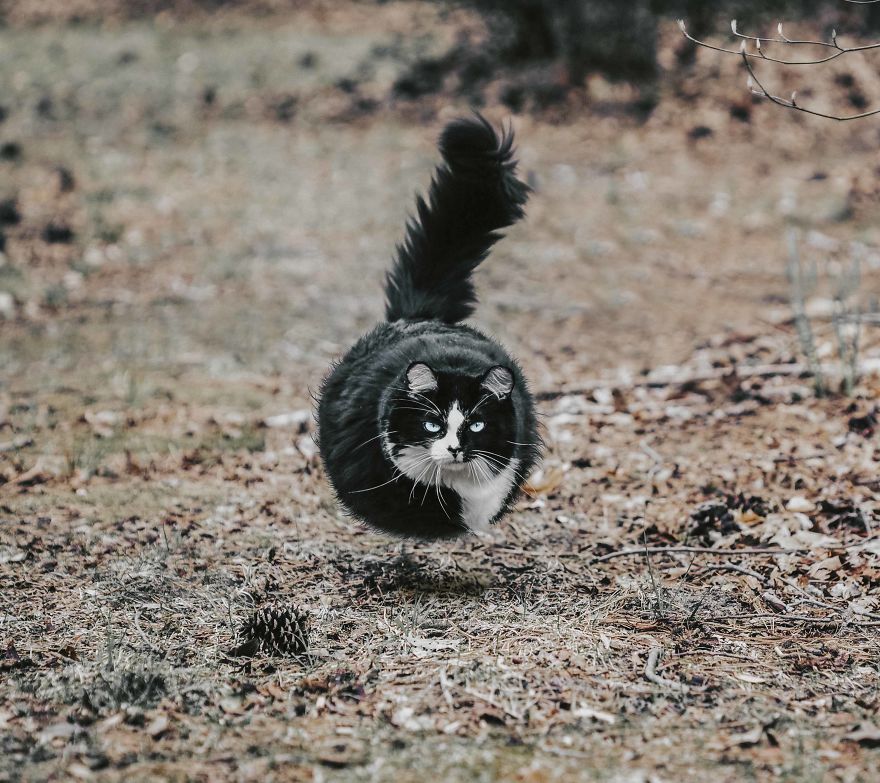 Ball-Shaped-Animals-Digital-Art-Aditya-Aryanto