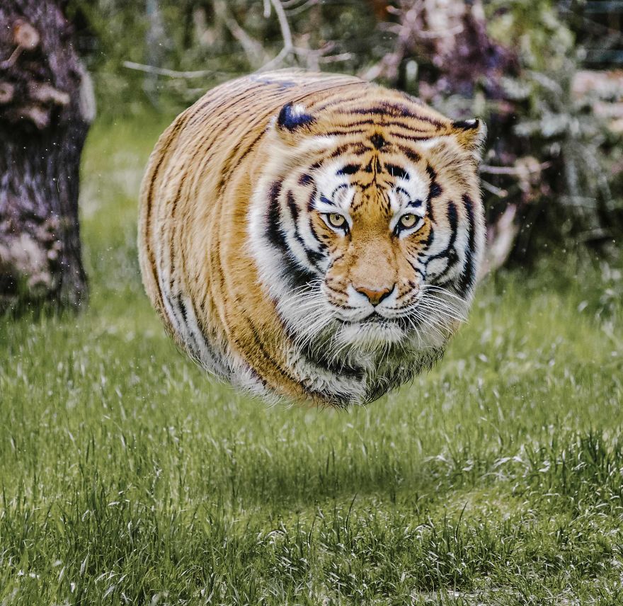 Ball-Shaped-Animals-Digital-Art-Aditya-Aryanto