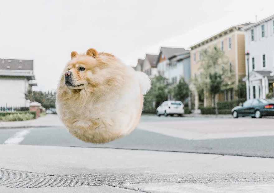 Ball-Shaped-Animals-Digital-Art-Aditya-Aryanto