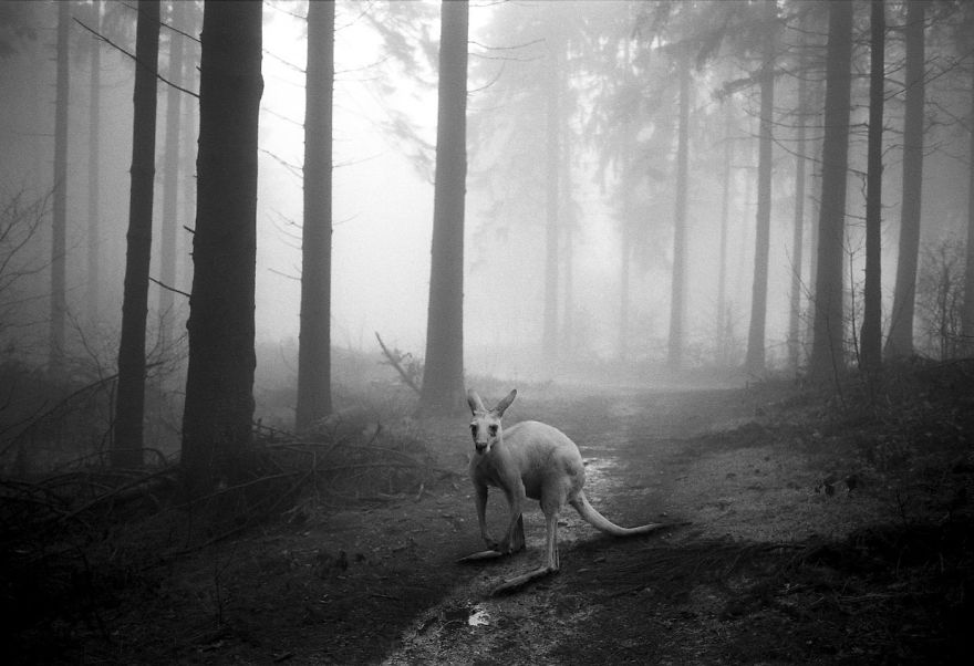 Amazing Misty Forest Pictures Full Of Animals
