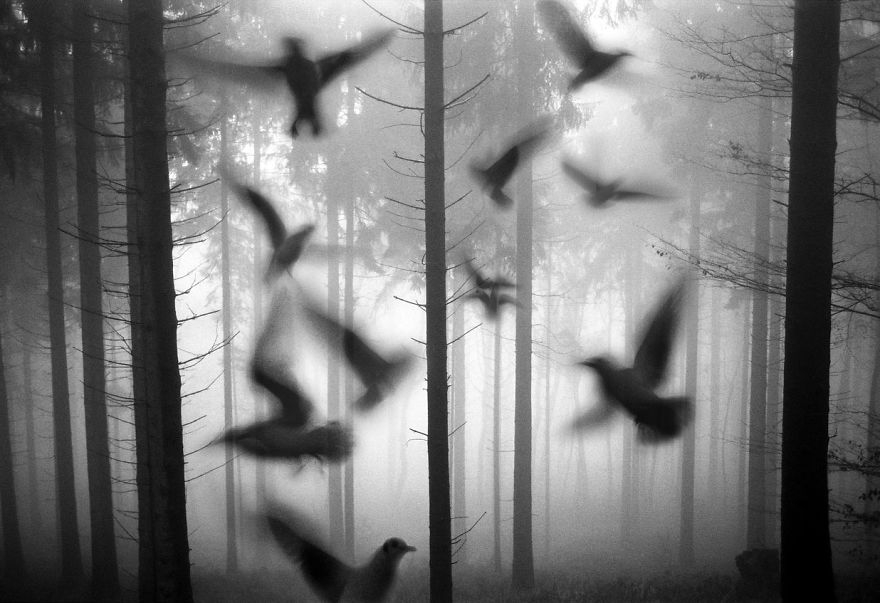 Amazing Misty Forest Pictures Full Of Animals