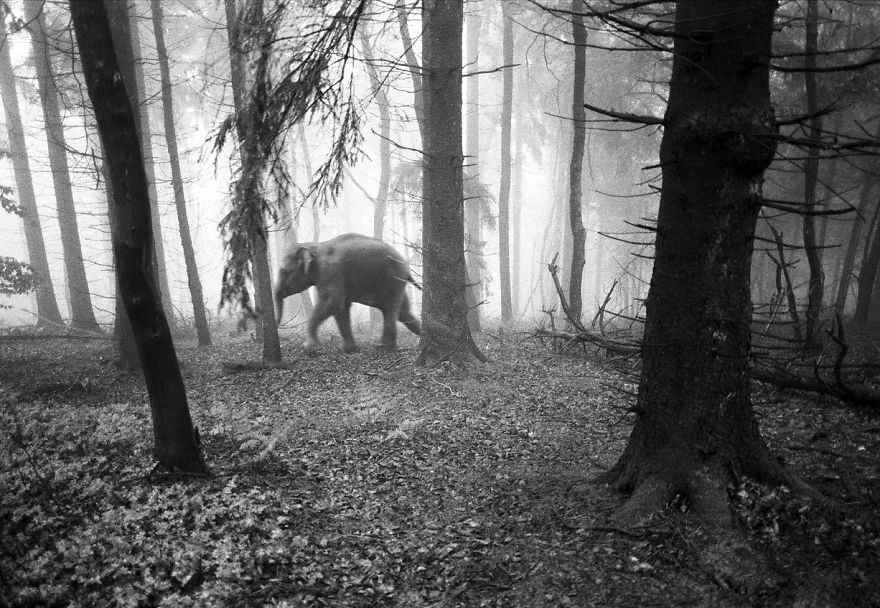 Amazing Misty Forest Pictures Full Of Animals