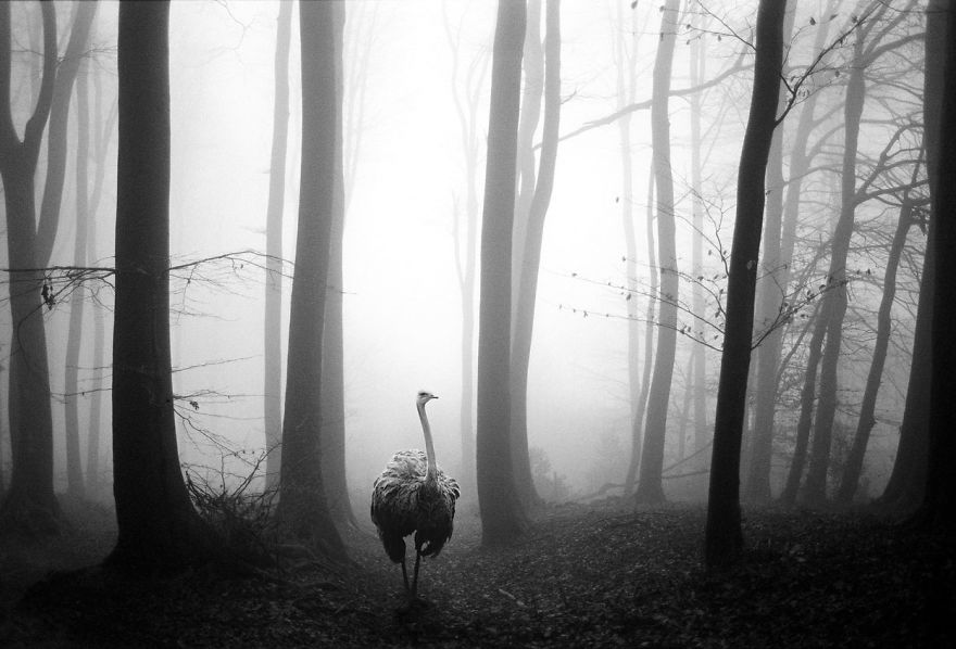 Amazing Misty Forest Pictures Full Of Animals