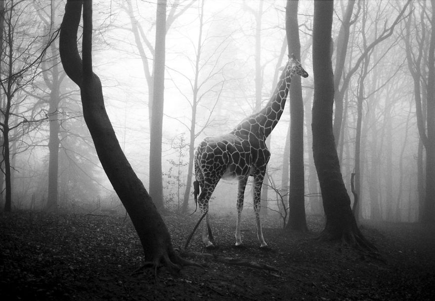 Amazing Misty Forest Pictures Full Of Animals