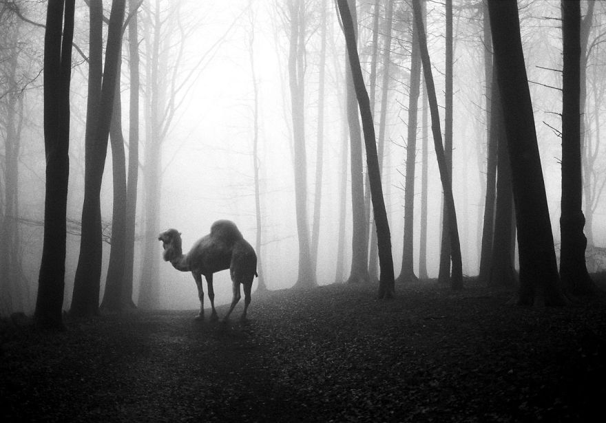 Amazing Misty Forest Pictures Full Of Animals