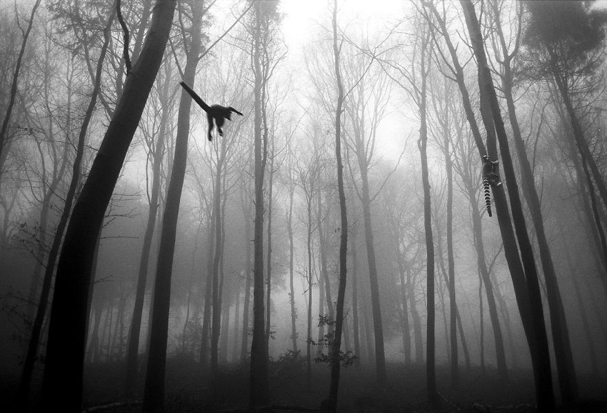 Amazing Misty Forest Pictures Full Of Animals
