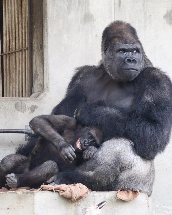 People Are Comparing This Ridiculously Photogenic Gorilla To George Clooney And We Can’t Handle It