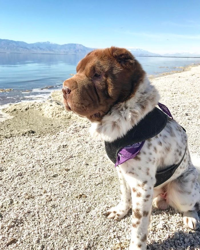 Smelling The Dead Fish At The Salton Sea