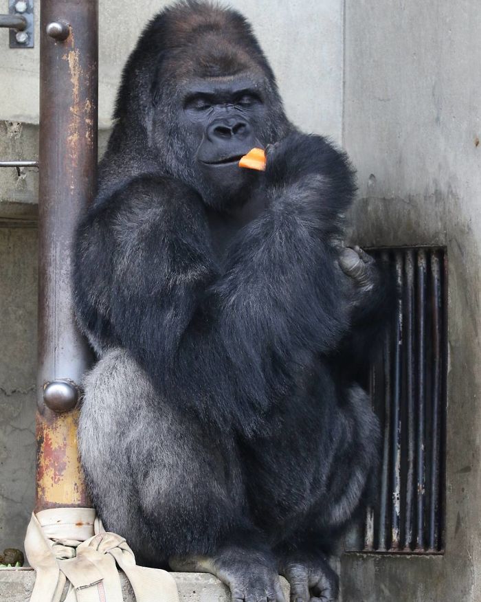 People Are Comparing This Ridiculously Photogenic Gorilla To George Clooney And We Can’t Handle It