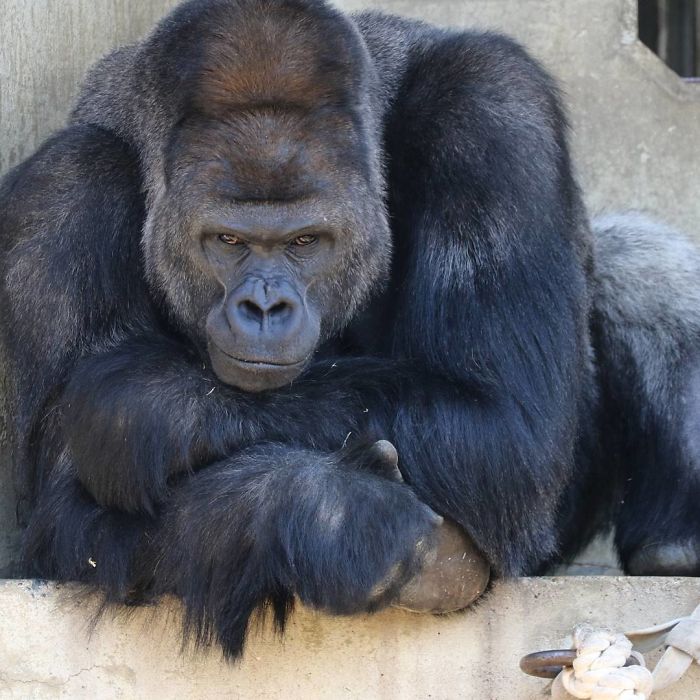 People Are Comparing This Ridiculously Photogenic Gorilla To George Clooney And We Can’t Handle It People Are Comparing This Ridiculously Photogenic Gorilla To George Clooney And We Can’t Handle It