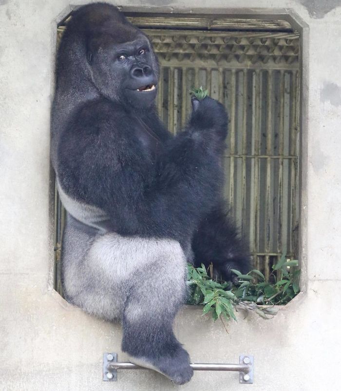 People Are Comparing This Ridiculously Photogenic Gorilla To George Clooney And We Can’t Handle It People Are Comparing This Ridiculously Photogenic Gorilla To George Clooney And We Can’t Handle It