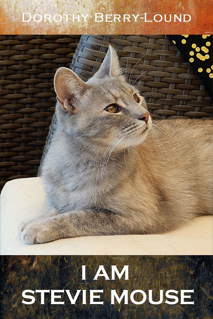 My Cat Stevie Mouse Is Now Famous