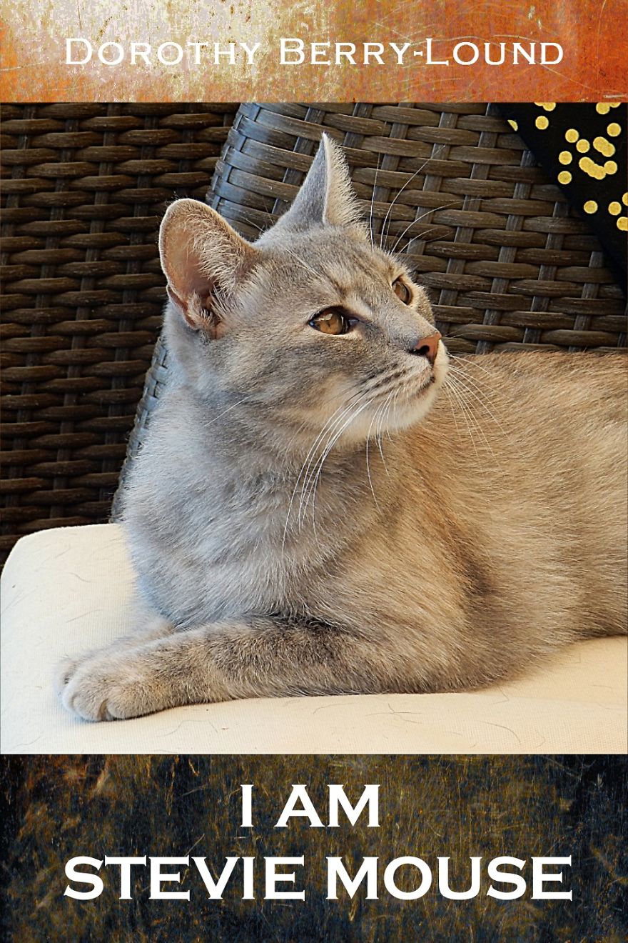 My Cat Stevie Mouse Is Now Famous My Cat Stevie Mouse Is Now Famous