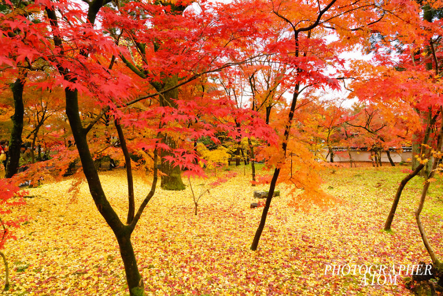 I Photographed Japanese Autumn