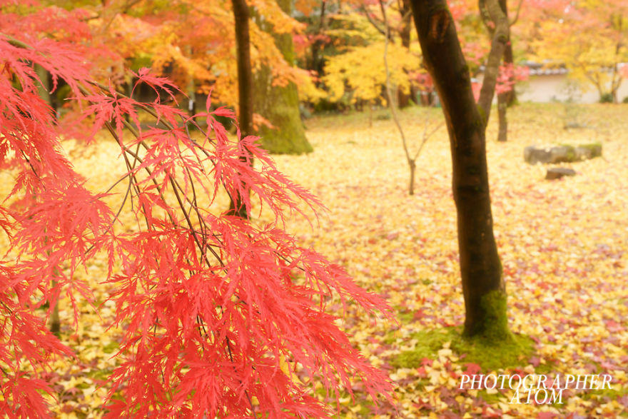 I Photographed Japanese Autumn