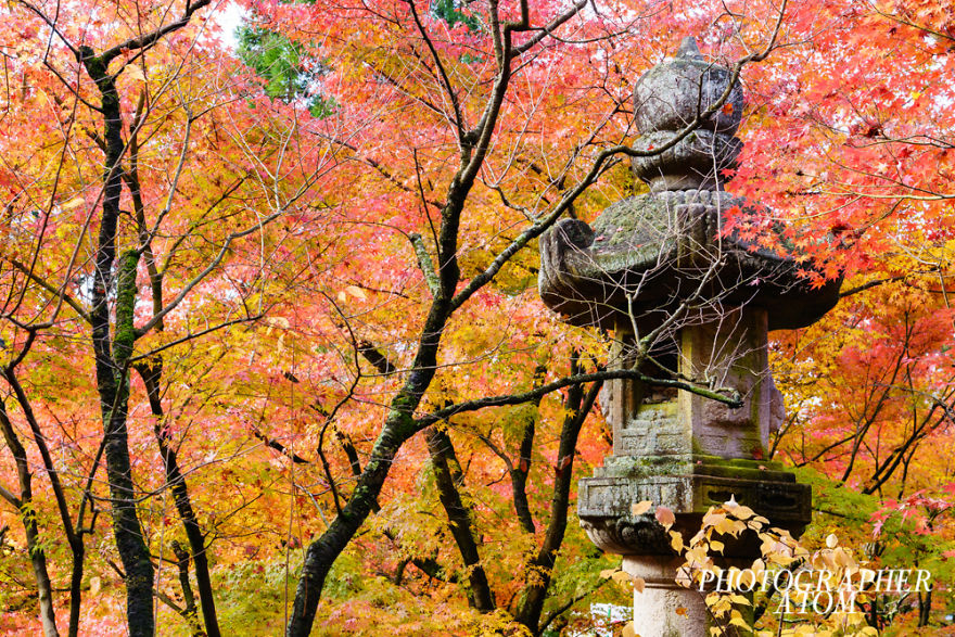 I Photographed Japanese Autumn