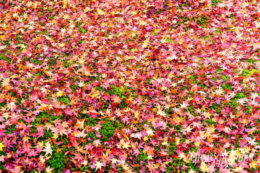 I Photographed Japanese Autumn