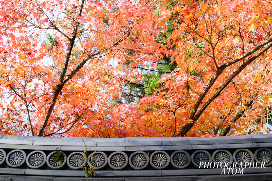 I Photographed Japanese Autumn