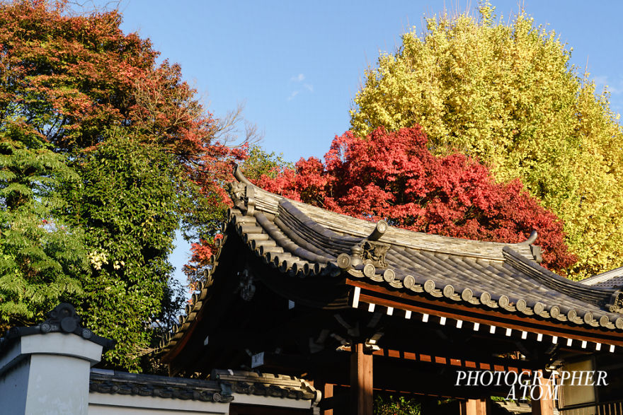 I Photographed Japanese Autumn
