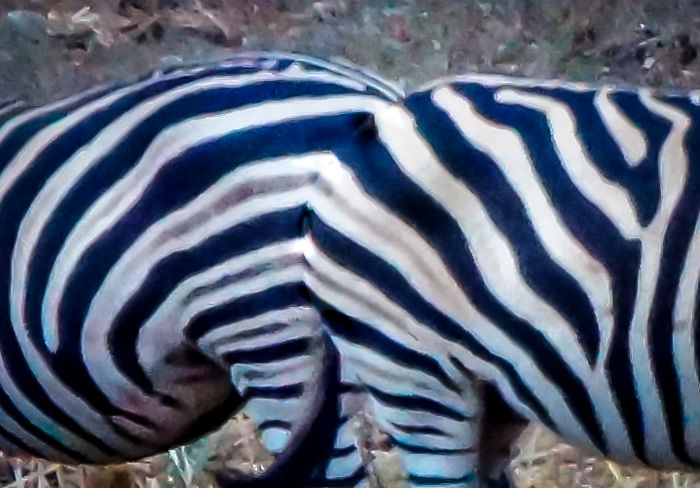 Blended - On Safari I Saw Two Zebras Whose Stripes Matched Up Perfectly