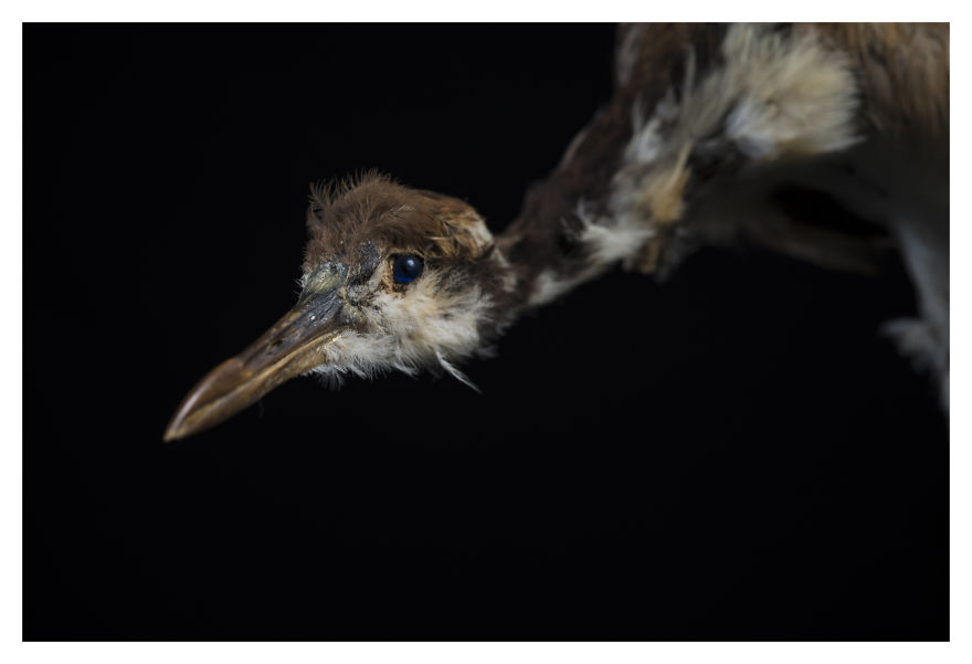 Museum Of Natural History La Paz, Bolivia