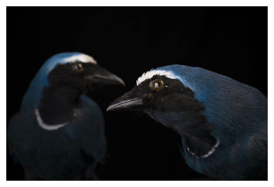 Museum Of Natural History La Paz, Bolivia