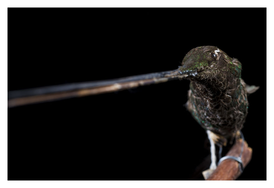 Museum Of Natural History La Paz, Bolivia