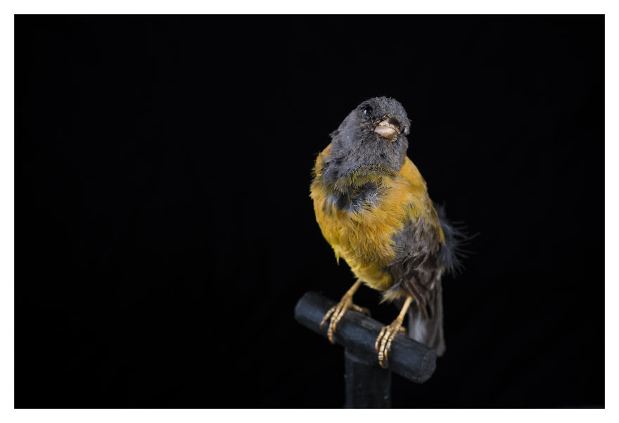 Museum Of Natural History La Paz, Bolivia