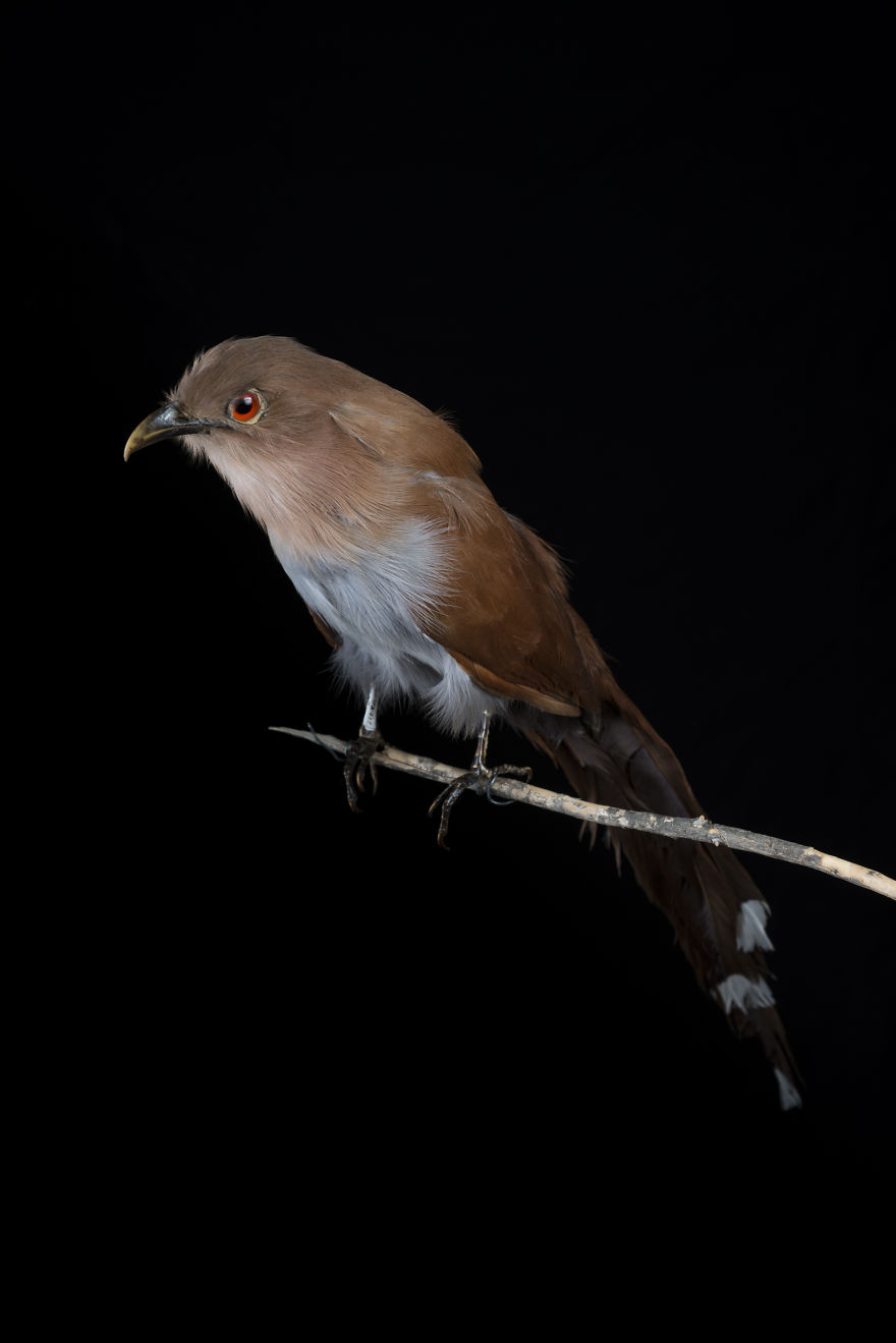 Museum Of Natural History La Paz, Bolivia