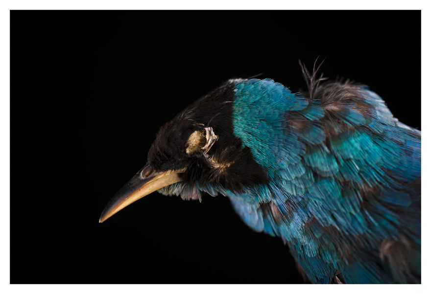 Museum Of Natural History La Paz, Bolivia