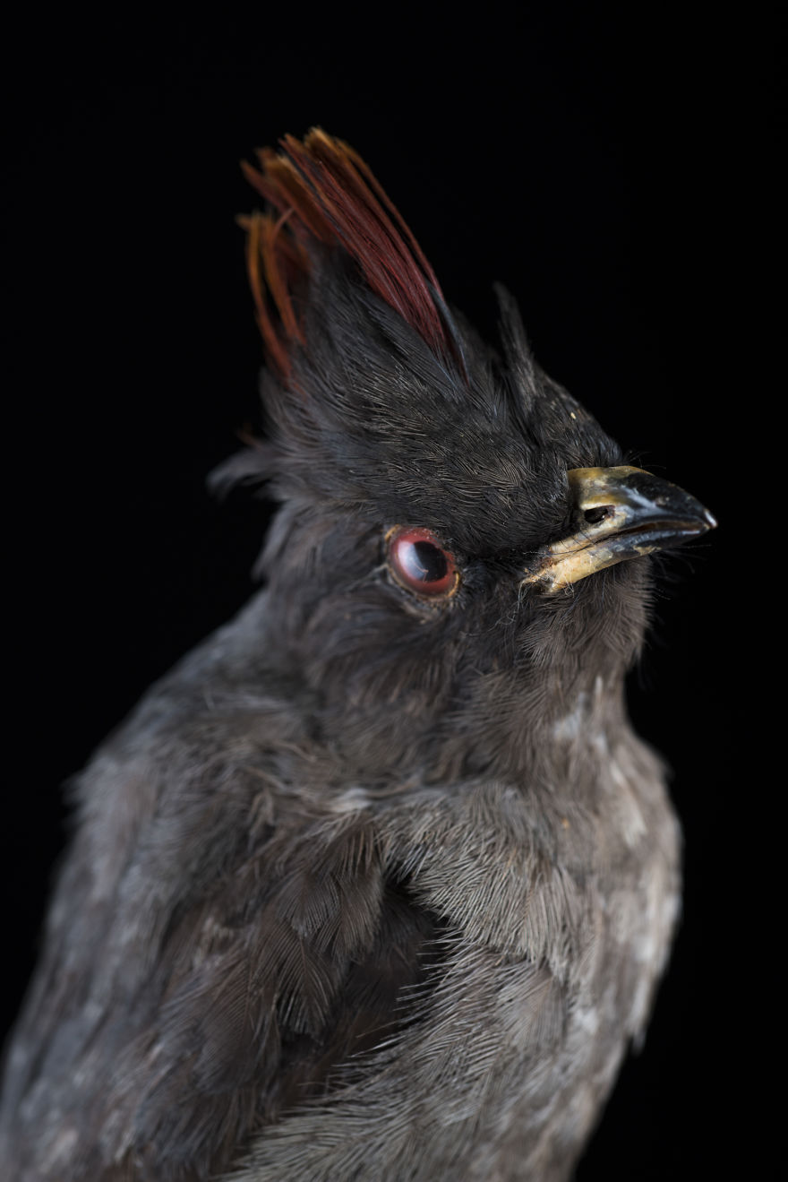 Museum Of Natural History La Paz, Bolivia