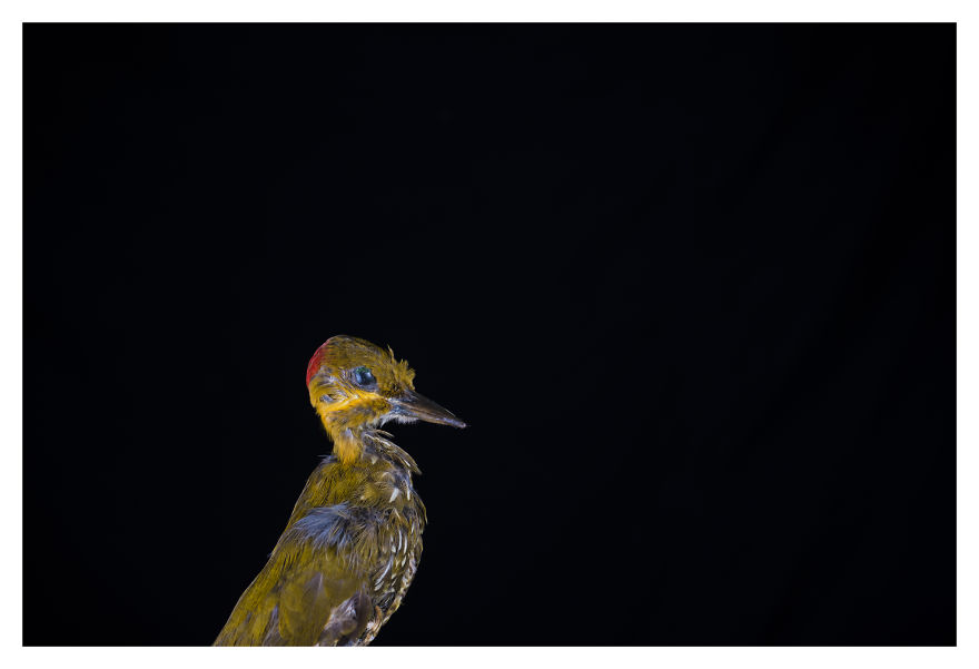 Museum Of Natural History La Paz, Bolivia