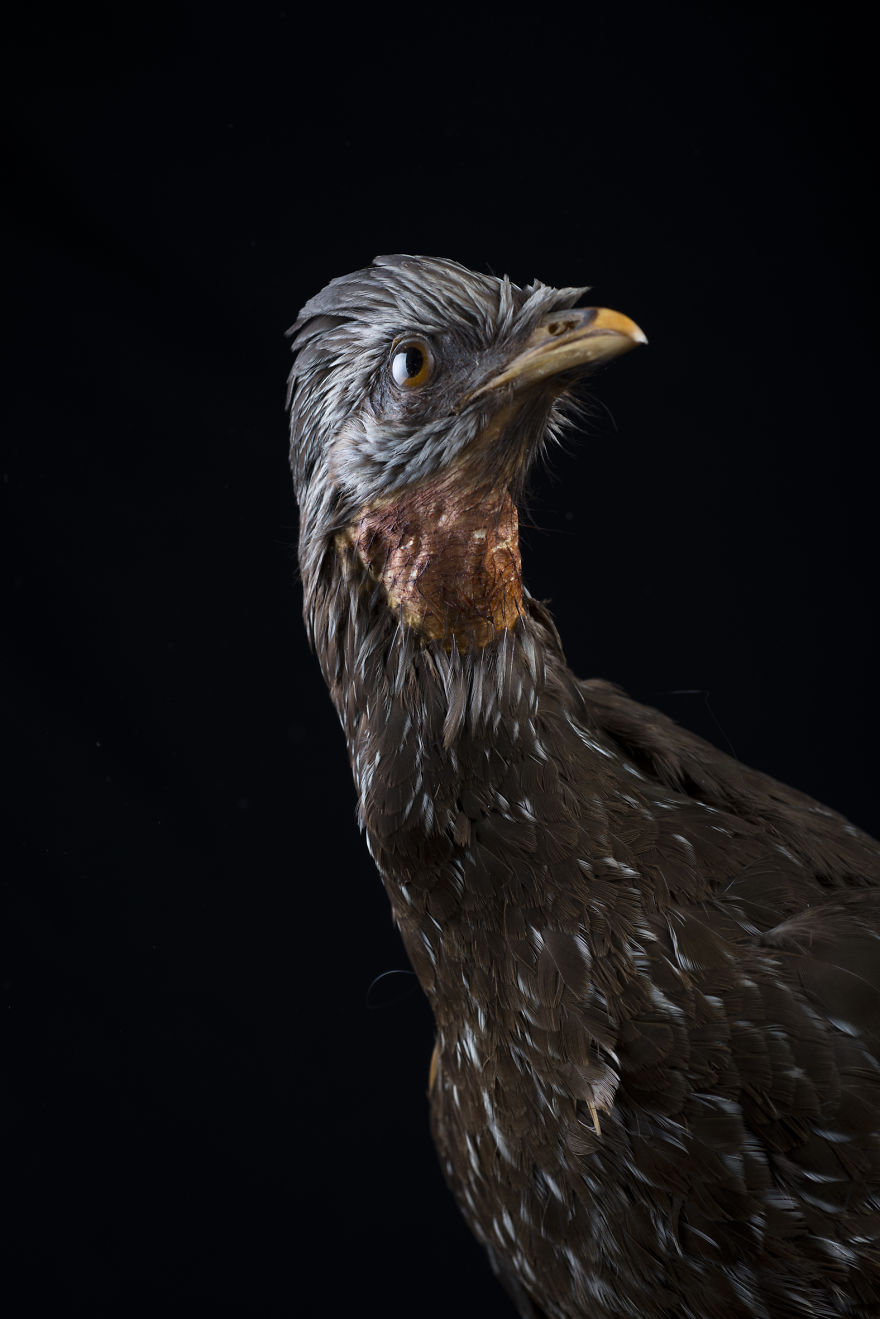 Museum Of Natural History La Paz, Bolivia