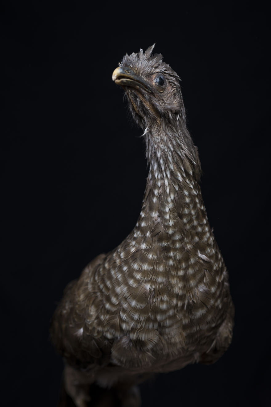 Museum Of Natural History La Paz, Bolivia