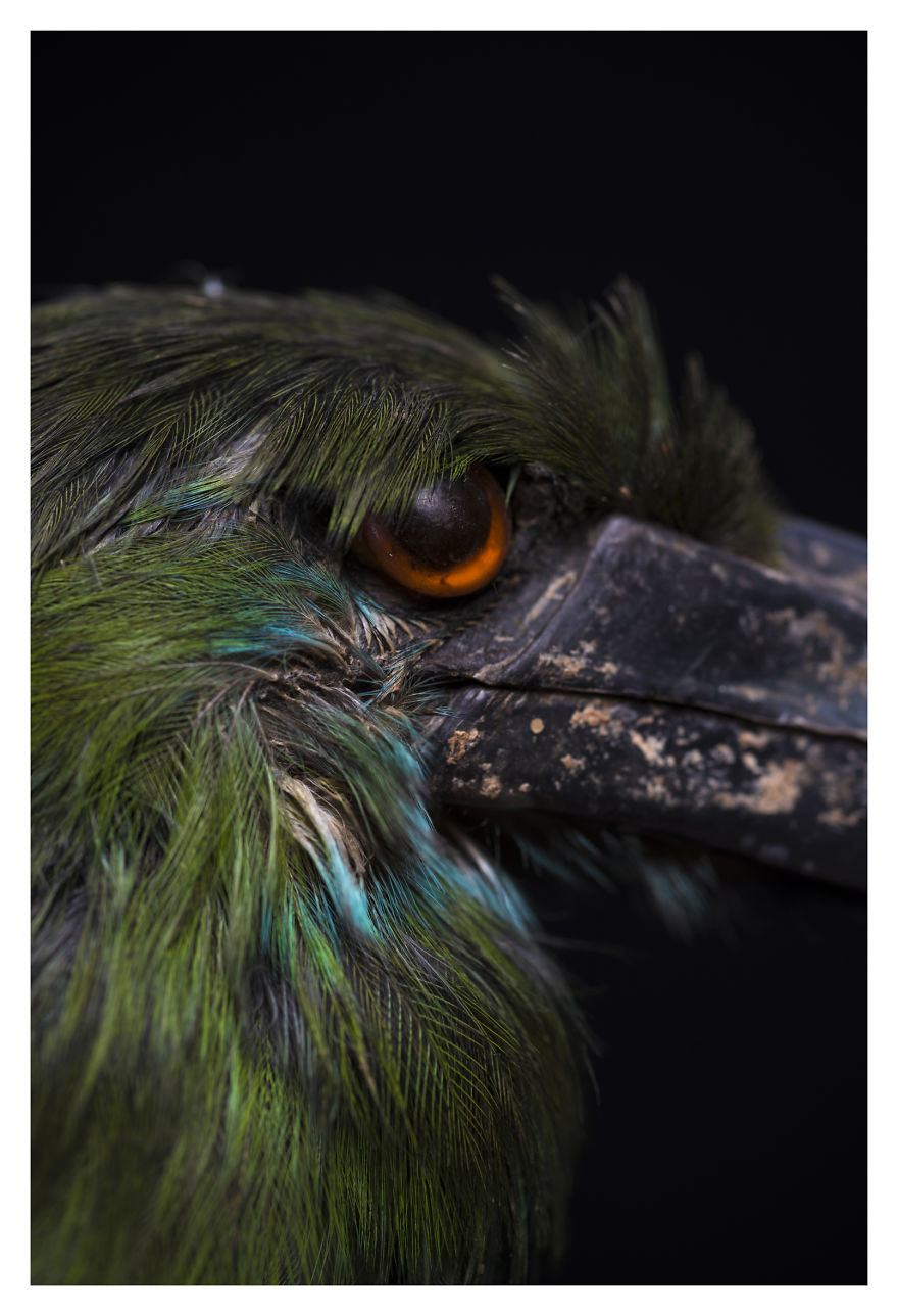 Museum Of Natural History La Paz, Bolivia