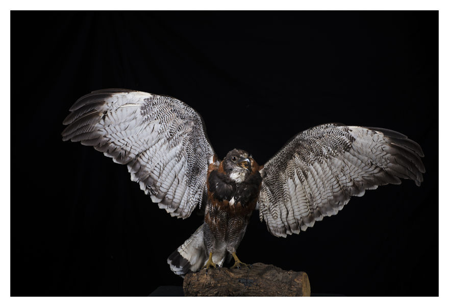 Museum Of Natural History La Paz, Bolivia