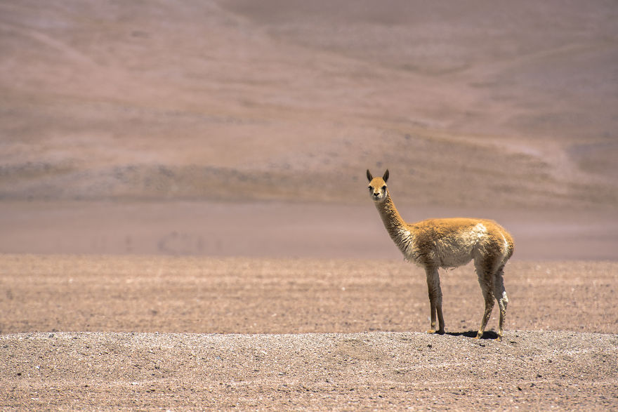 Uyuni Salt Flat And Surrounding Areas