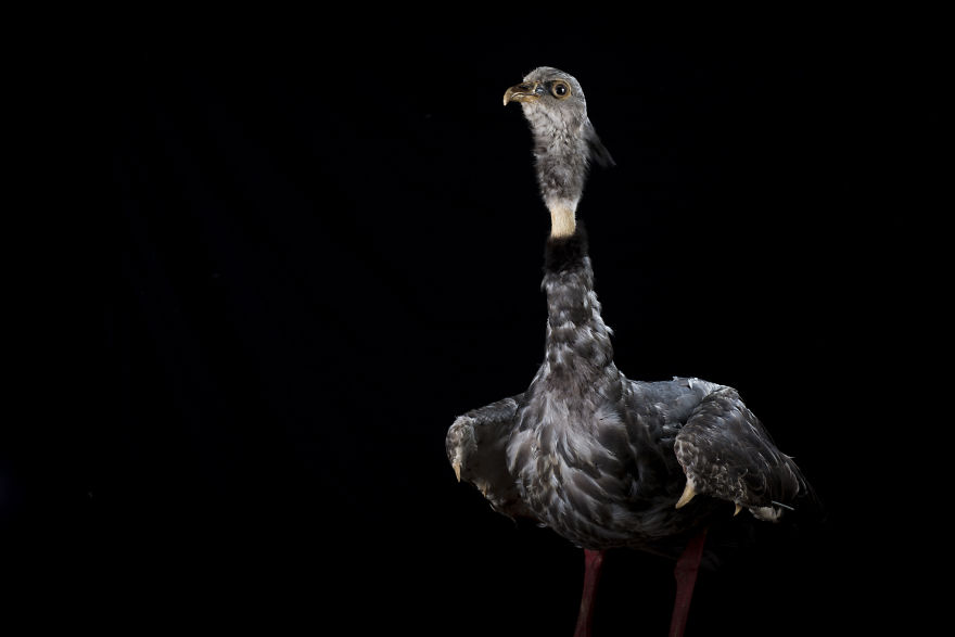 Museum Of Natural History La Paz, Bolivia