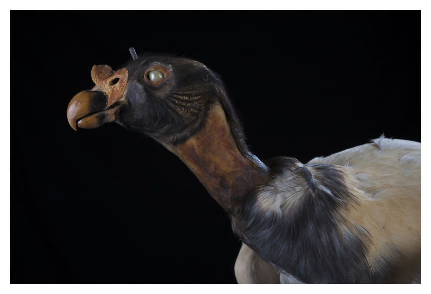 Museum Of Natural History La Paz, Bolivia