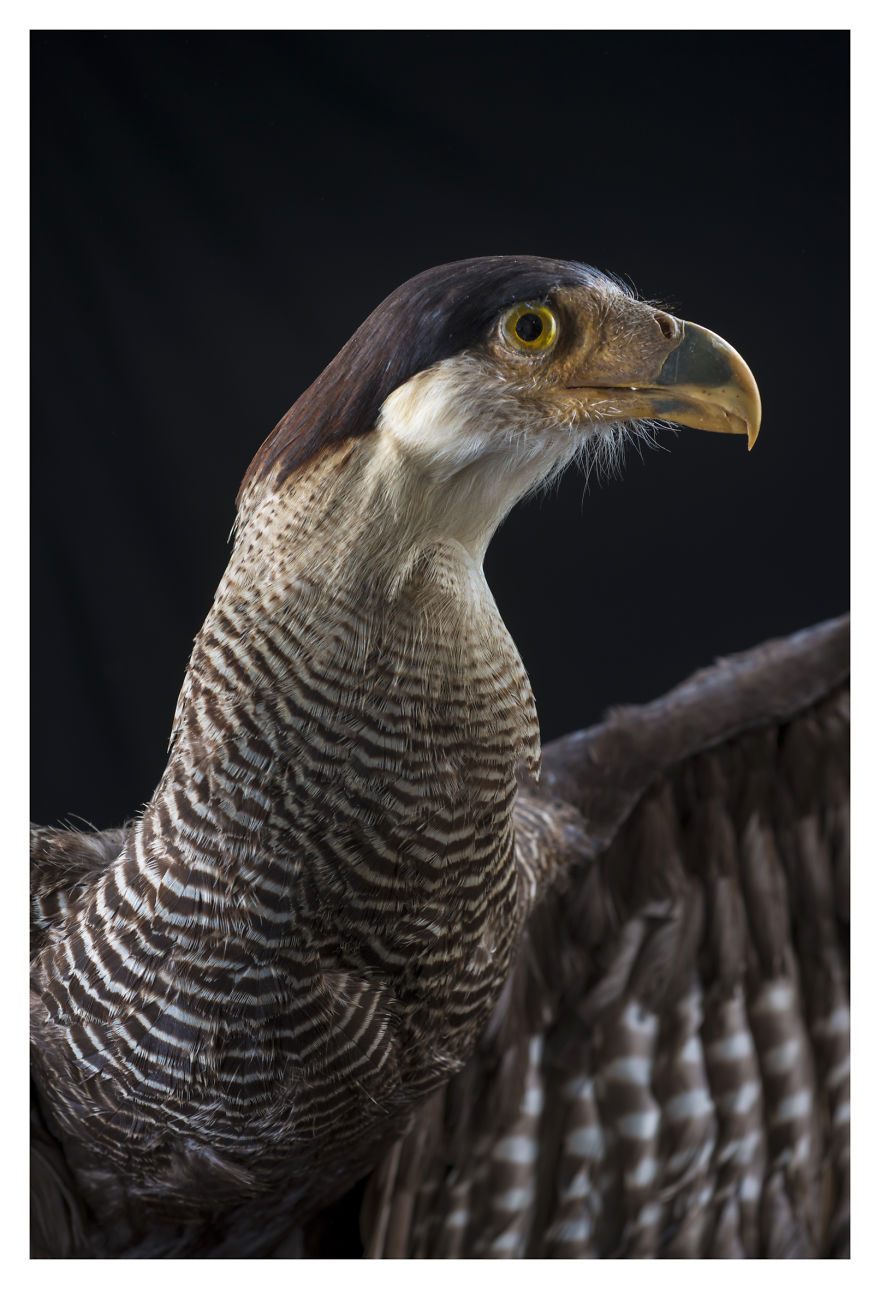 Museum Of Natural History La Paz, Bolivia