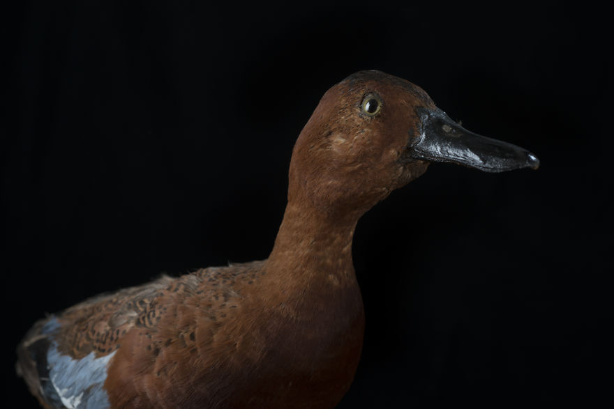 Museum Of Natural History La Paz, Bolivia