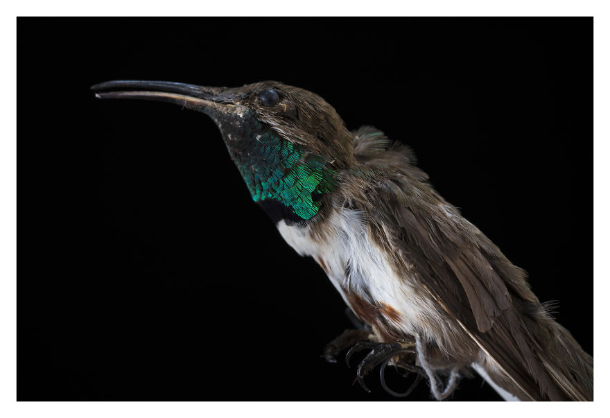Museum Of Natural History La Paz, Bolivia