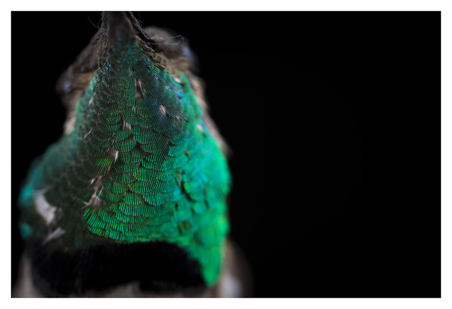 Museum Of Natural History La Paz, Bolivia