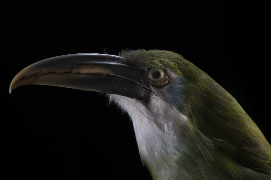 Museum Of Natural History La Paz, Bolivia