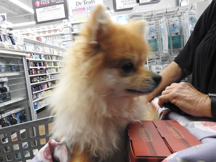 Cute Dog Licked My Hands And Gruntled Like A Pig If You Closed Your Eyes Youd Think Your On A Pig Farm