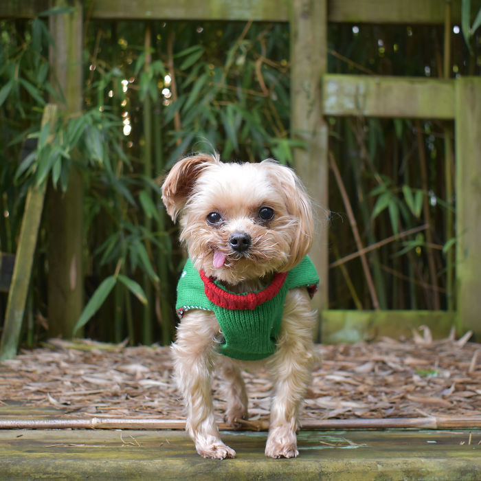 This Is My Treehouse. No Trespassing!