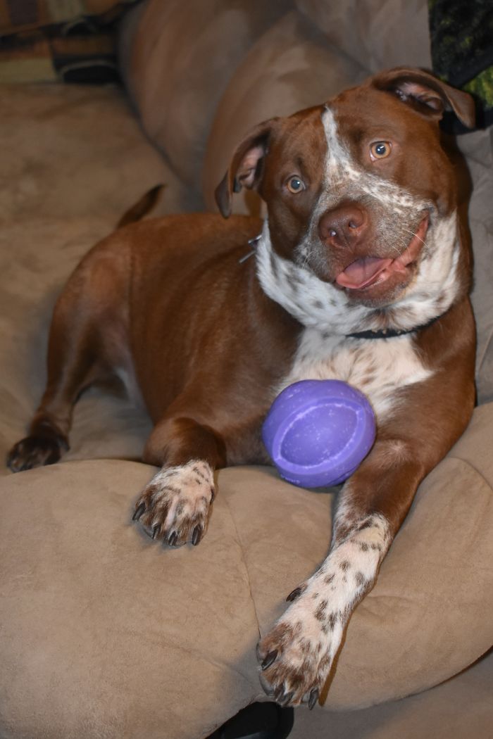 Brown and white dog lying on beige couch holding a purple toy, illustrating funny pet names people now call their pets.