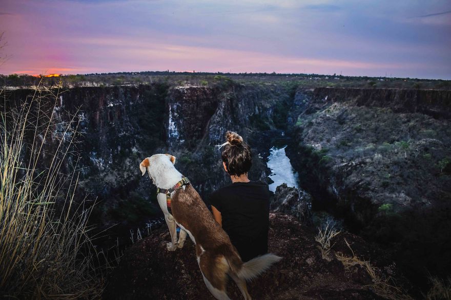 Gingy Mou, The Zambian Rescued Dog, Arrives To Barcelona After A Year Of Traveling Through Africa