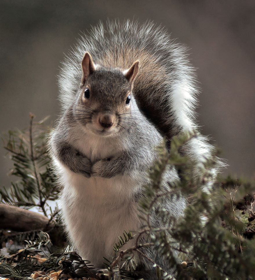 Nature Strike's A Pose