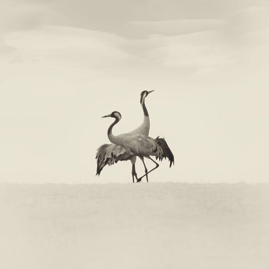 Deep Souls: We Portray Different Personalities Of Animals